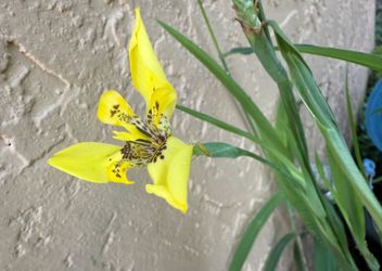 Yellow Iris 10 For $10. 