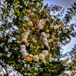 Genuine Howlite skull bracelet