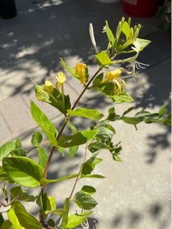 Flowering Honeysuckle/金银花 正在开花