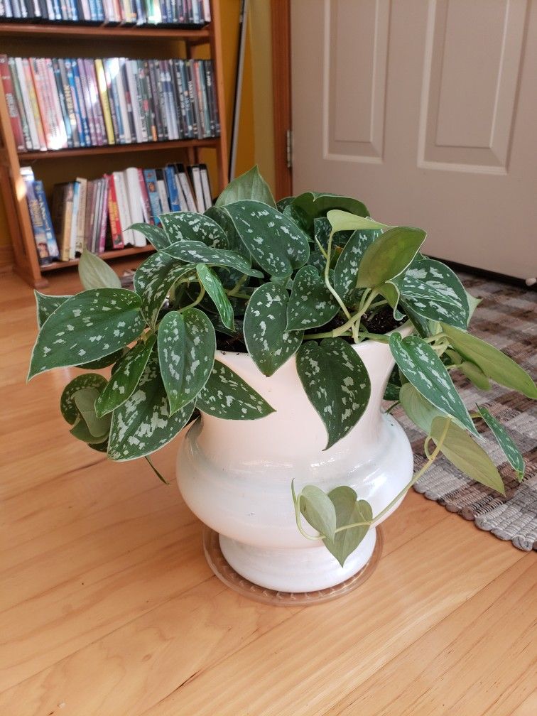 Silver Satin Pothos