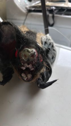 Halloween Zombie Monster Prop Head