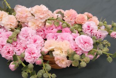 PomPom Hollyhocks Apricot-Peach Parfait / Varas De San Jose Pompone albaricoque y durazno
