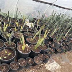 Snake Plants