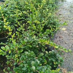 Serissa Privacy Hedge Plants 3gl $6