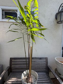 FS: Cycad - Variegated Zamia