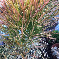 Plant Sale All Kinds 