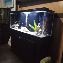 Fish Tank  55 G 