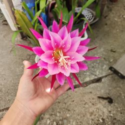 Cactus Orchid 