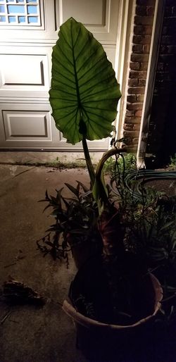 Elephant Ear 16" trunk. Leaf length is 22 and lowest leaf is 50" above base