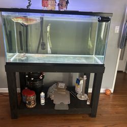 Fish Tank 