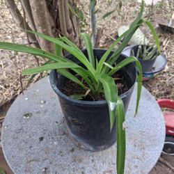 Hanging Spider Plant 🪴 