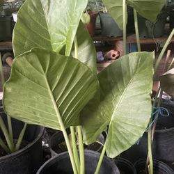 HERMOSAS PLANTAS NATURALES “HOJAS ELEGANTES PLANT “