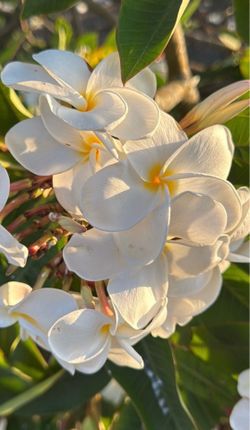 White plumeria