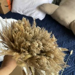 Pampas Flowers 