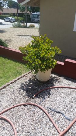 Large succulent plant in pot for sale.