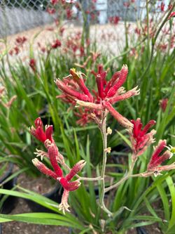 Red kangaroo paw