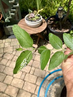 Blooming Sweet Almond Bush: 2’W x 1.5’H