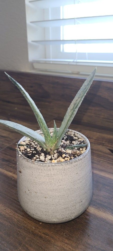 Gasteria Succulent