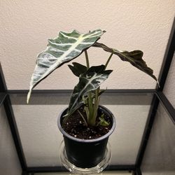 Plant - Alocasia 4”