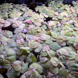 aquarium Plants, Red Root Floaters