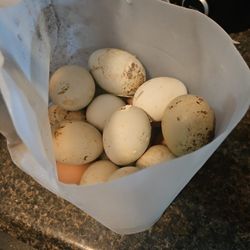 Chicken And QUAILS 