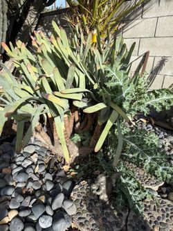 Fan Aloe