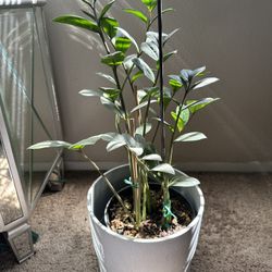 Zz Plant 