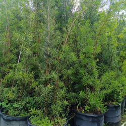 Beautiful Tall Podocarpus 15gl 7ft$45🏡🏡