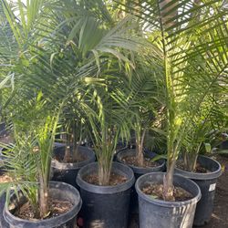 Beautiful Majestic Palm 15 Gallon $58 Each