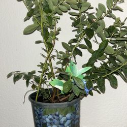 Super Nice Blueberry Plant Excellent Holiday Gift 
