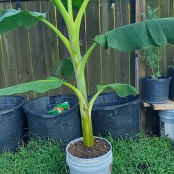 Banana Plants 