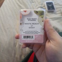 White Peach Daisy For Sell