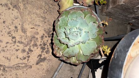 Large Echeveria Succulent Plant
