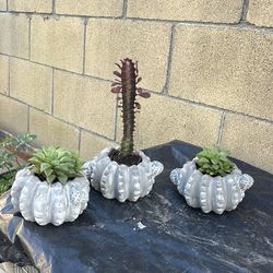 Two Green Rooted Plants In Cement Pot $10.00 Each One