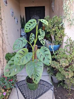 Monstera Swiss Cheese "Wide Leaf " Plant $35