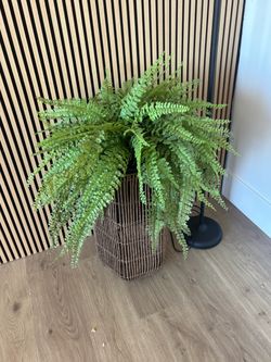 Large Fern Plant in Woven Basket