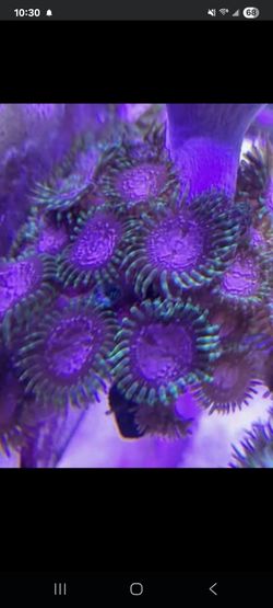 Purple Monster Zoa Fake Coral