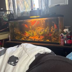 Fish Tank For Sale 