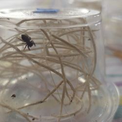 Jumping Spiders Cups