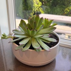 Succulent Plant 🪴 Great Outdoor Or Indoor 