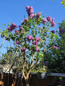Garden Plant Lilac Purple