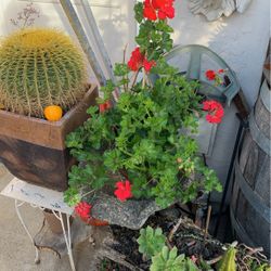 Red Geranium Many Flower Came.,Healthy Plant.