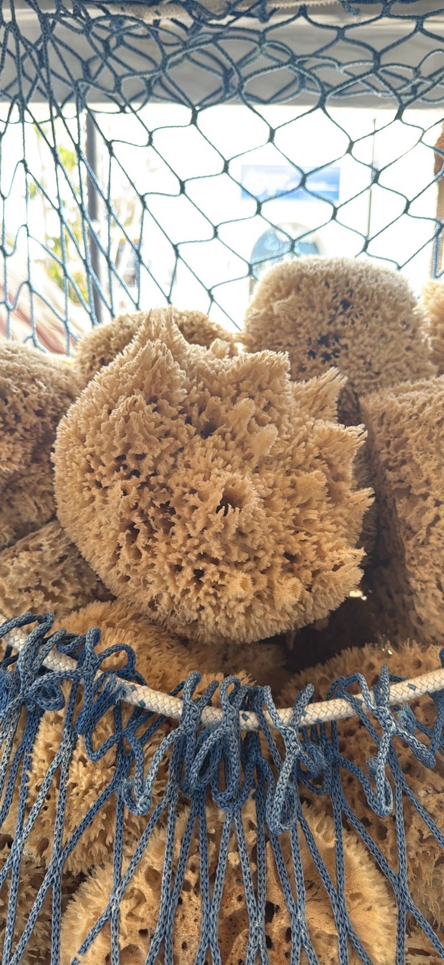 Wholesale Sea Sponge