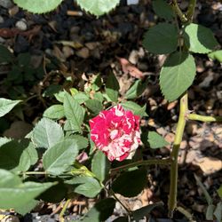 1 G Pot Double Color Red Rose 