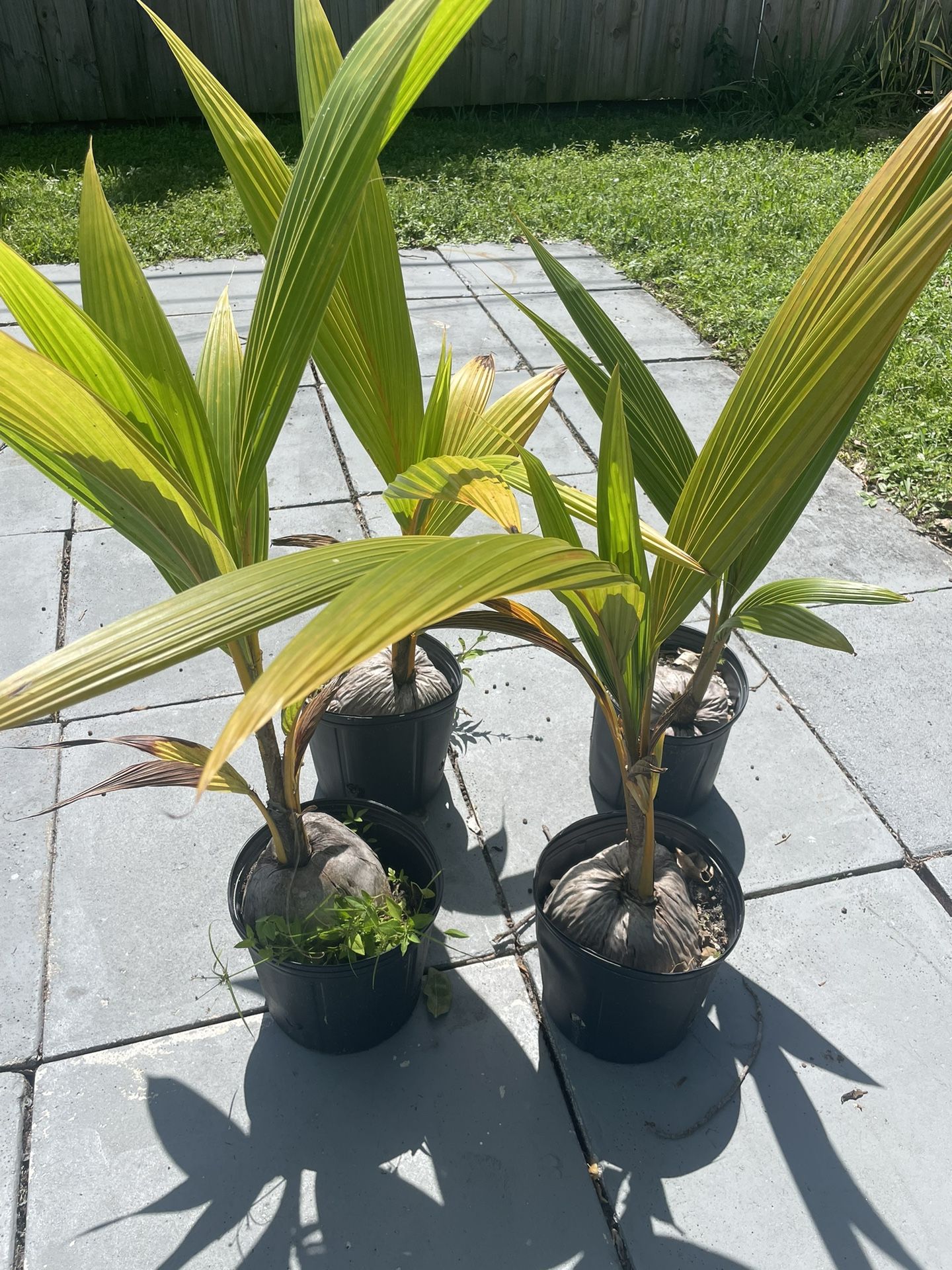 Coconut Trees
