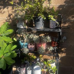 Planta For Sale, Different Price