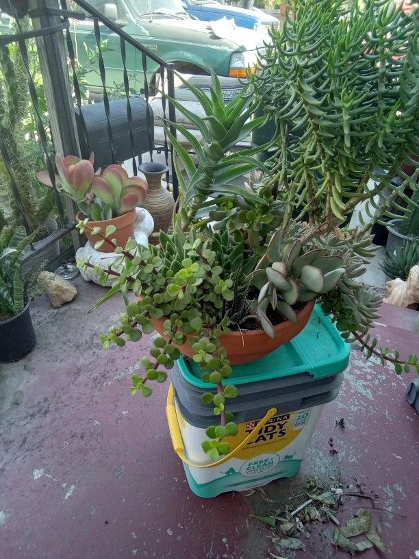 Suculants Plants In Terra Cotta Pot 