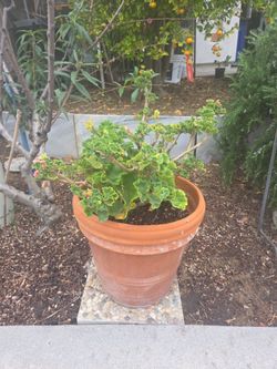 Potted pink germanium
