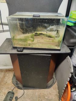 10 Gallon Aquarium