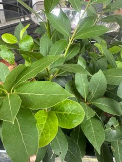 Hoja de Laurel- planta